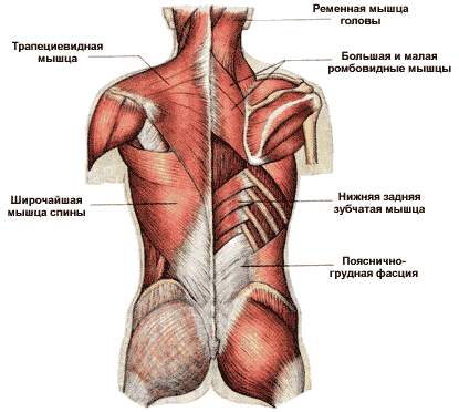 Мышцы поясницы